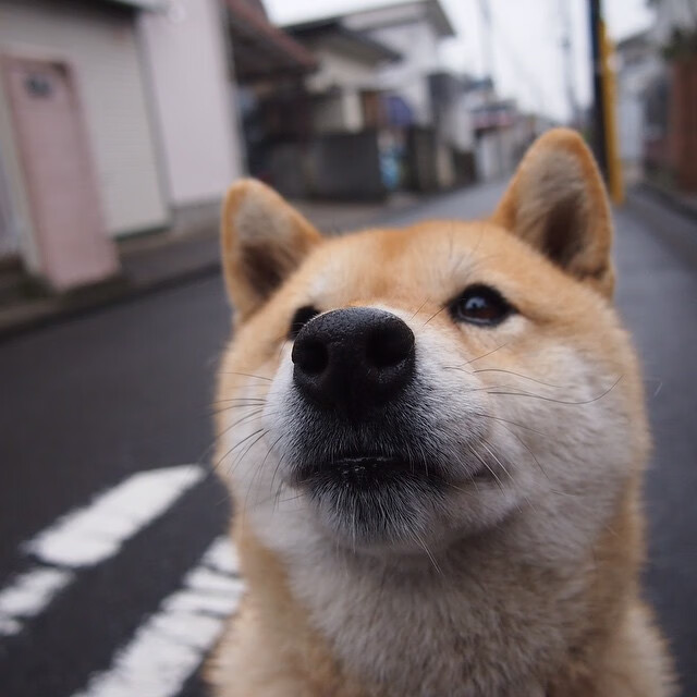 双子星组合哪对效率最高，双子星lv